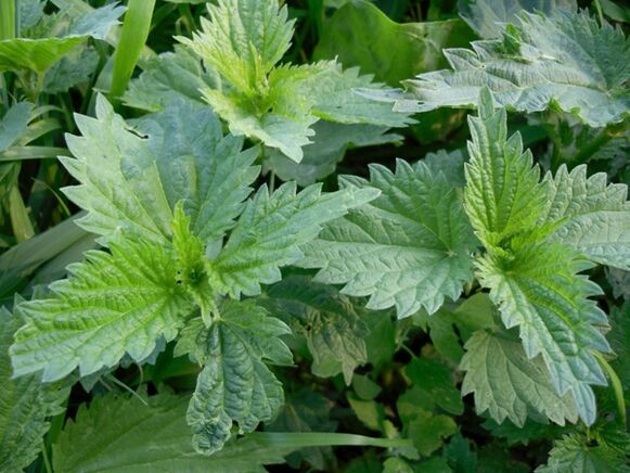 Nettles for preparing a medicinal decoction for varicose veins